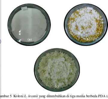 Gambar 5  Koloni L. lecanii yang ditumbuhkan di tiga media berbeda PDA (a), 
