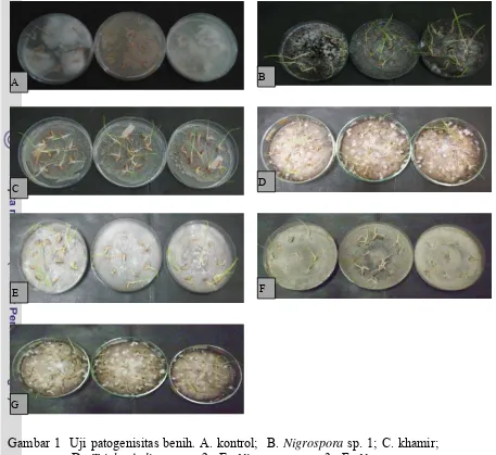 Gambar 1  Uji patogenisitas benih. A. kontrol;  B. Nigrospora sp. 1; C. khamir;  