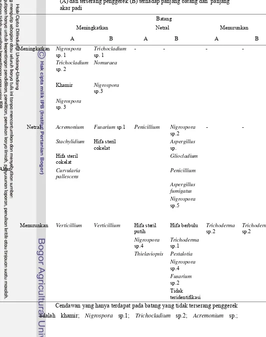 Tabel 4  Pengaruh cendawan endofit pada batang padi tidak terserang penggerek 
