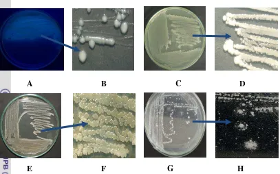 Gambar 3 Karakter bakteri rizosfer yang menunjukkan sifat antagonis terhadap            