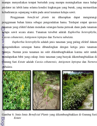 Gambar 8. Jenis-Jenis Beneficial Plants yang dikembangbiakkan di Gunung Sari 