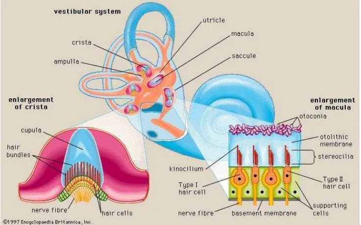 Gambar 2-2 Sistem Vestibular (Encyclopedia Britannica, 1997) 