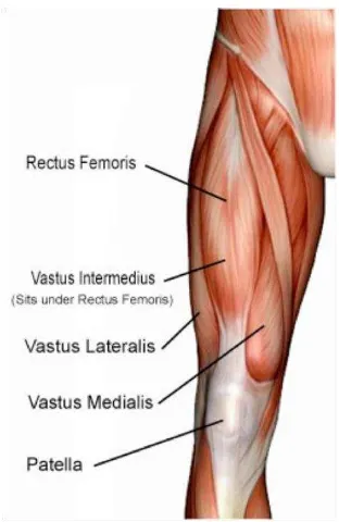 Gambar 2-6 Otot  quadriceps femoris tampak dari depan 