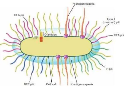 Gambar 2.3 Struktur dan Antigen Bakteri Escherichia coli 