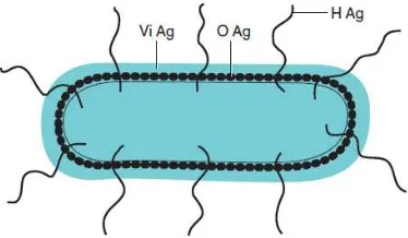 Gambar 2.5 Morfologi Pewarnaan Gram Salmonella sp.Sumber : Kayser FH, 2005 