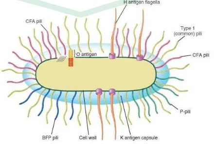 Gambar 2.2 Struktur dan Antigen Bakteri Escherichia coli 