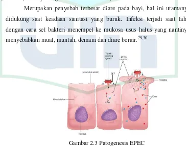 Gambar 2.3 Patogenesis EPEC 