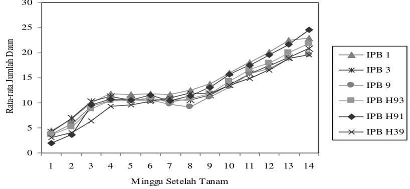 Gambar 2. Grafik tersebut memperlihatkan terjadi penurunan rata-rata jumlah daun Hasil evaluasi pertumbuhan bibit pepaya pada jumlah daun disajikan pada sekitar 5 hingga 8 MST