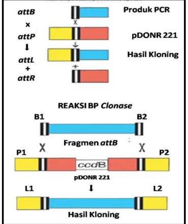 Gambar 5 Tahapan-tahapan dalam  PCR 