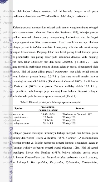 Tabel 1 Dimensi prostat pada beberapa spesies marsupial