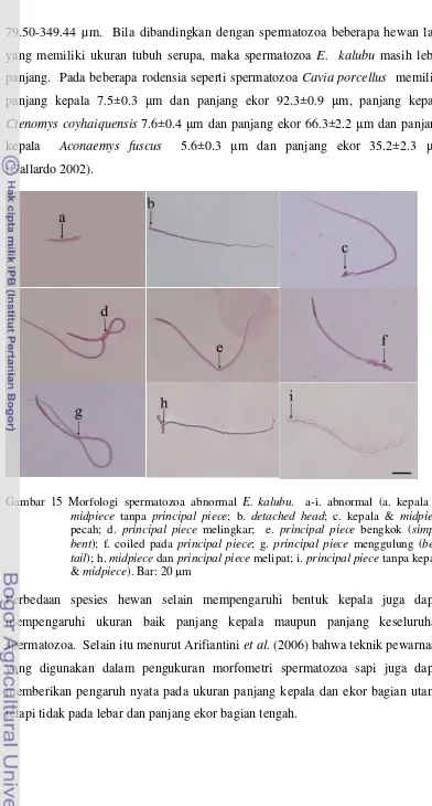 Gambar 15 Morfologi spermatozoa abnormal E. kalubu.