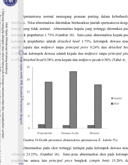 Gambar 16 Grafik persentase abnormalitas spermatozoa E. kalubu (%).