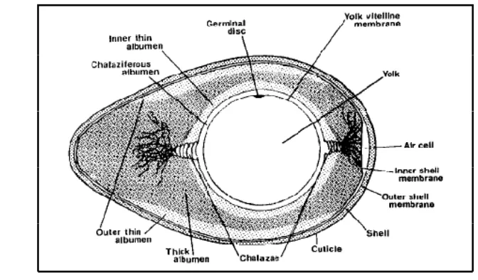 Gambar 1. Bagian-bagian Telur (Jacob et al., 2000). 