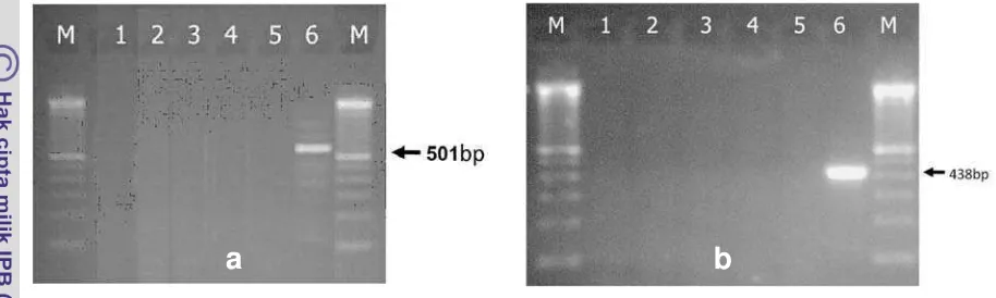 Gambar  8   Uji Spesifisitas DNA C. burnetii dengan metode PCR (a) dan nested  B. abortus, 