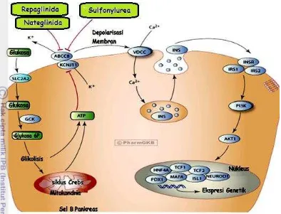 Gambar 2 Mekanisme sekr esi insulin pada sel � pankreas.  