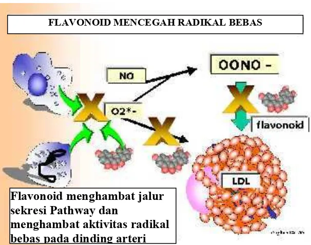 Gambar 6. Flavonoid mencegah radikal bebas. (Anonim, 2004f) 