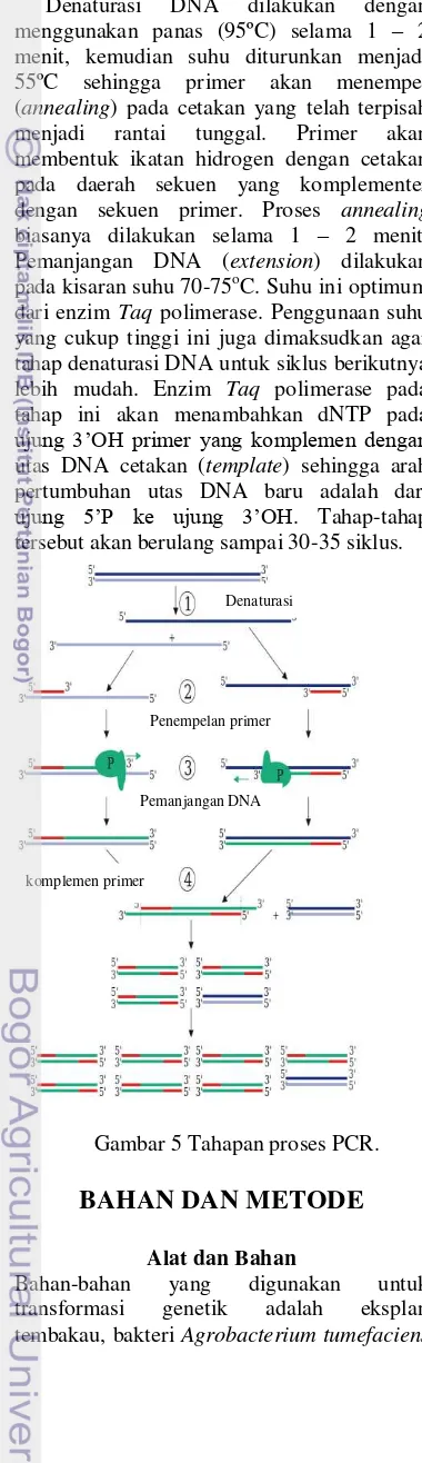 Gambar 5 Tahapan proses PCR. 