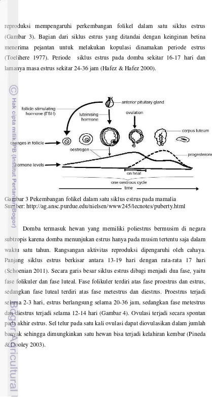 Gambar 3 Pekembangan folikel dalam satu siklus estrus pada mamalia 