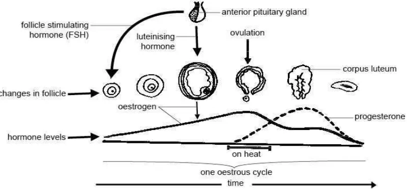 Gambar 3 Pekembangan folikel dalam satu siklus estrus pada mamalia Sumber: http://ag.ansc.purdue.edu/nielsen/www245/lecnotes/puberty.html