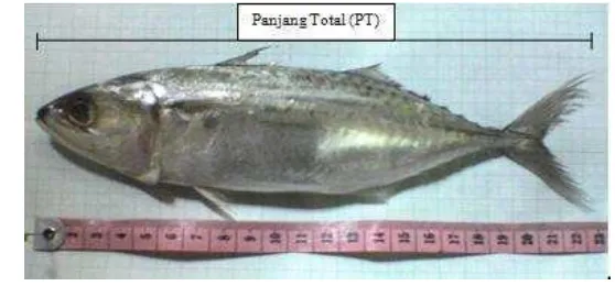 Gambar 6. Skema karakter morfometrik yang diukur pada ikan