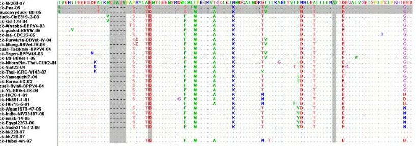 Gambar 2. Hasil alignment sekuen fragmen gen NS1 virus H5N1 yang diisolasi dari ayam (A/Chicken/Purworejo/2005) dan entog (A/Muscovyduck/Bantul/2005), ditunjukkan dengan blok horisontal warna abu-abu, yang disejajarkan dengan 29 isolat unggas dari bank gen