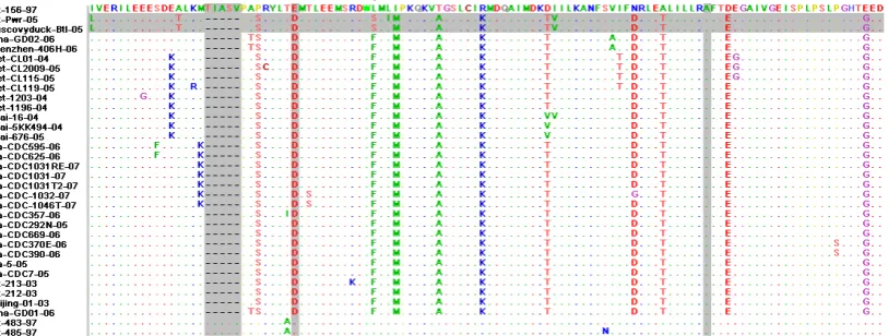 Gambar 3. Hasil alignment sekuen fragmen gen NS1 virus H5N1 yang diisolasi dari ayam (A/Chicken/Purworejo/2005) dan entog (A/Muscovyduck/Bantul/2005), ditunjukkan dengan blok horisontal warna abu-abu, yang disejajarkan dengan 32 isolat manusia dari bank ge