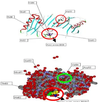 Gambar 8. Diagram pita fragmen effector domain protein NS1. Pada gambar ditunjukkan posisi asam amino yang berperan dalam virulensi