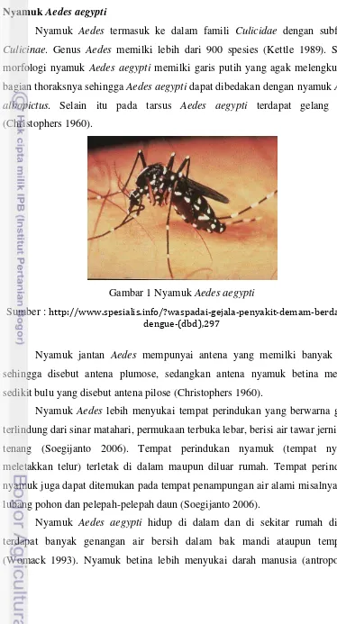 Gambar 1 Nyamuk Aedes aegypti 