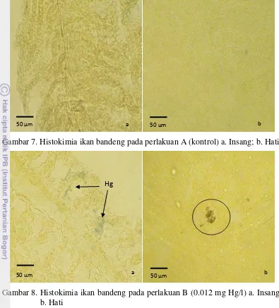 Gambar 7. Histokimia ikan bandeng pada perlakuan A (kontrol) a. Insang; b. Hati. 