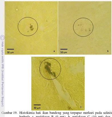Gambar 19.  Histokimia hati ikan bandeng yang terpapar merkuri pada salinitas 