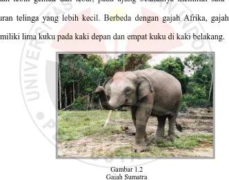 Gambar 1.2 Gajah Sumatra 