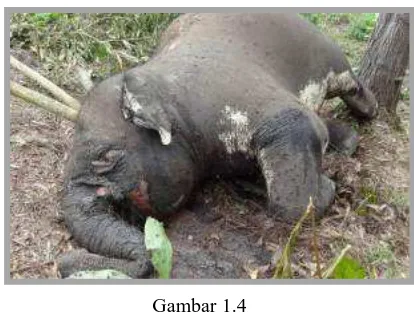 Gambar 1.4 Kematian Gajah di Taman Nasional Teso Nillo, Pelalawan Riau. 