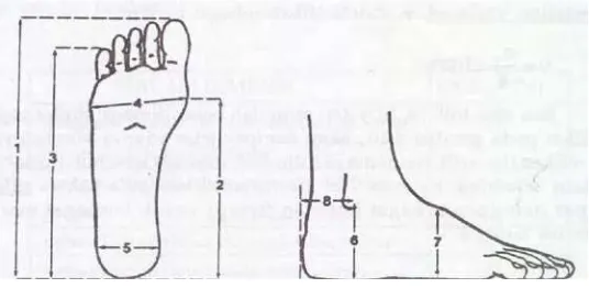 Gambar 2.3. Antropometri Kaki 