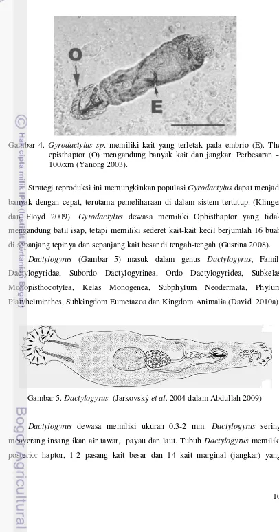 Gambar 4. Gyrodactylus sp. memiliki kait yang terletak pada embrio (E). The 