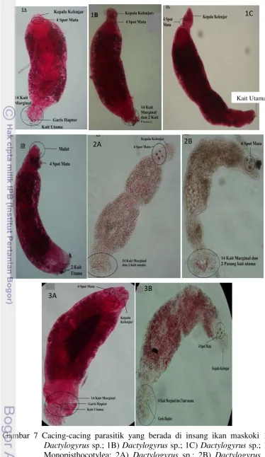 Gambar 7 Cacing-cacing parasitik yang berada di insang ikan maskoki 1A) Dactylogyrus sp.; 1B) Dactylogyrus sp.; 1C) Dactylogyrus sp.; 1D) Monopisthocotylea; 2A) Dactylogyrus sp.; 2B) Dactylogyrus sp.; 3A) Dactylogyrus sp.; 3B) Dactylogyrus sp.