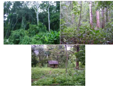 Gambar 3 Tipe habitat di kawasan Gunung Meja: hutan primer (a), hutan sekunder  