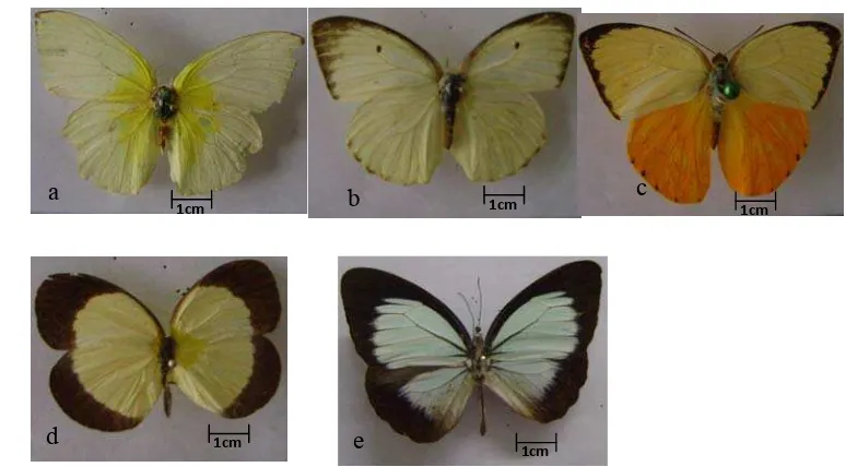 Gambar 5 Kupu-kupu famili Pieridae yang sering ditemukan di Gunung Meja:  Catopsilia pomona ♂ (a),  Catopsilia pyranthe ♀ (b),  Catopsilia scylla ♂ (c), Eurema puella ♀ (d), dan Pareronia zeboae ♂ (e)
