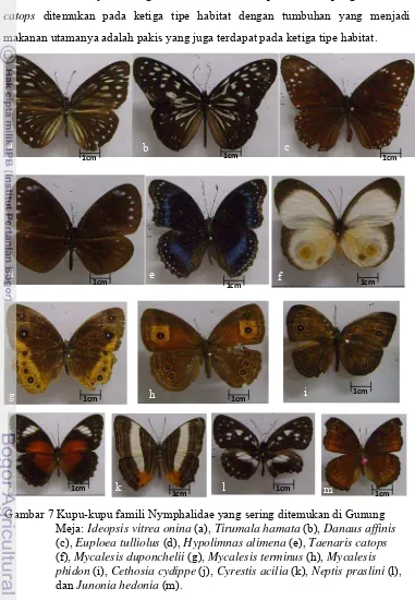 Gambar 7 Kupu-kupu famili Nymphalidae yang sering ditemukan di Gunung Meja: Ideopsis vitrea onina (a), Tirumala hamata (b), Danaus affinis (c), Euploea tulliolus (d), Hypolimnas alimena (e), Taenaris catops (f), Mycalesis duponchelii (g), Mycalesis terminu