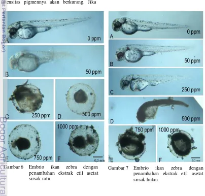 Gambar 6  Embrio 