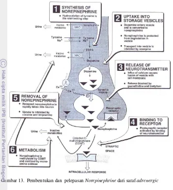 Gambar 13.  Pembentukan dan  pelepasan Norepinephrine dari saraf adrenergic 
