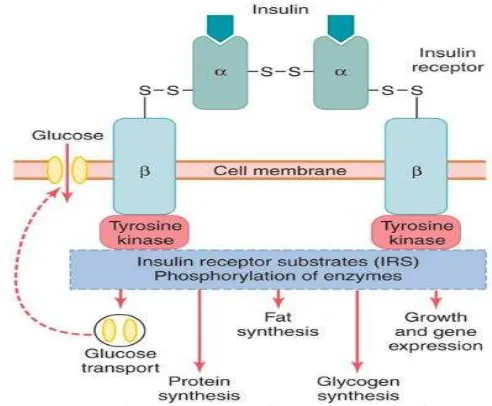 Gambar 2.2 Skematik reseptor insulin 