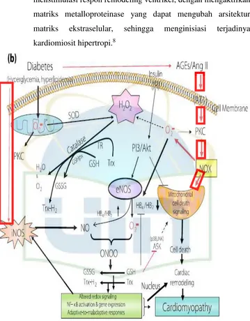 Gambar 2.3 Mekanisme stress oksidatif menginduksi apoptosis sel Sumber : Liu, 2014 