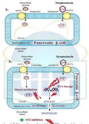 Gambar 2.7 Skematik uptake selektif STZ pada sel β pankreas Sumber : Goud 2015 