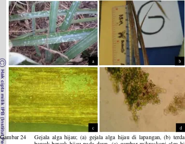 Gambar 24Gejala alga hijau; (a) gejala alga hijau di lapangan, (b) terdapat