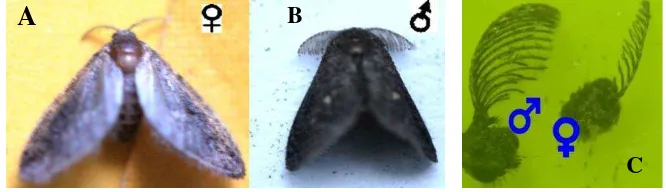 Gambar 3.6 Alat mulut ngengat parasitoid: galea (g) dan probosis tereduksi 
