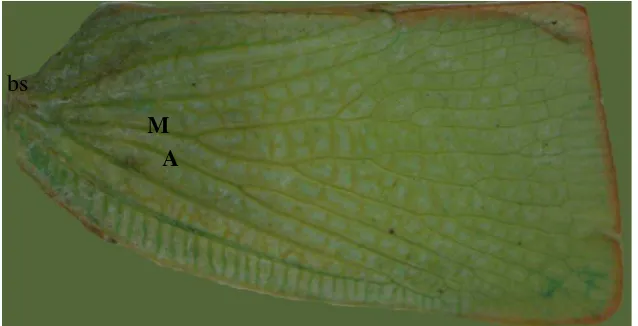 Gambar 3.16 Venasi sayap depan Sanurus: basal node (bs), vena media (M), vena anal (A) 