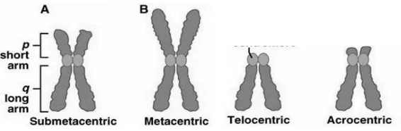Gambar. Struktur kromosom