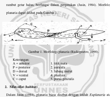 Gambar 1. Morfologi planaria (Radiopoetro, 1990). 