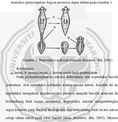 Gambar 3. Reproduksi aseksual planaria (Kastawi, dkk. 2001). 