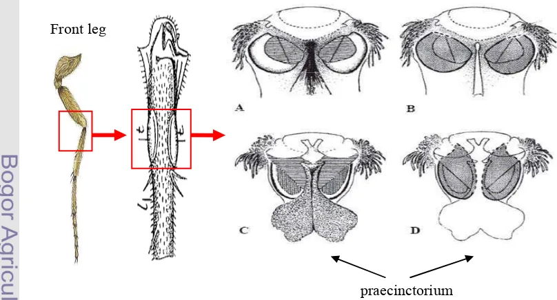 Figure 1 Praecinctorium: absent in Pyralidae (A & B) and present in Crambidae  